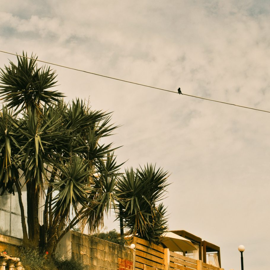 Vogel auf Stromleitung