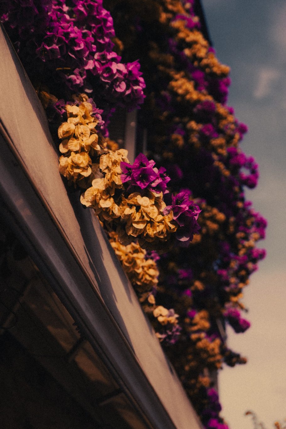 Blumen erstrahlen am Gardasee in leuchtenden Farben