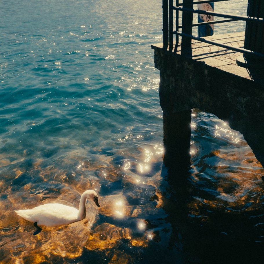 Ein wunderschöner Schwan schwimmt durch glitzerndes Meer
