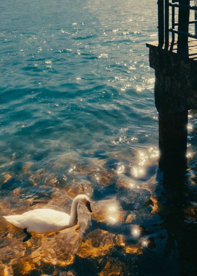 Schwan im Sonnenschein am Gardasee